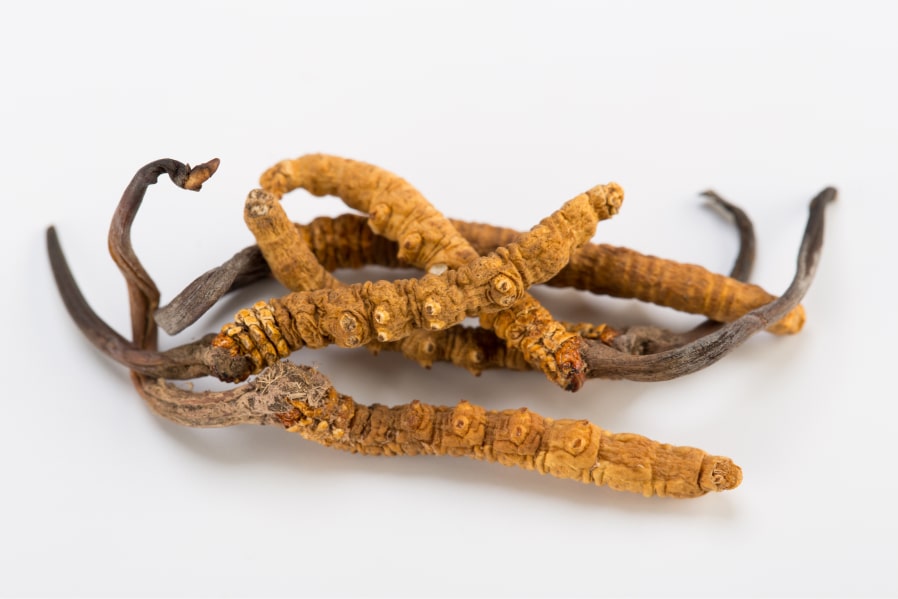 Cordyceps Sinensis