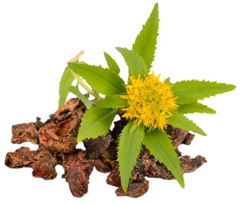 Rhodiola Rosea