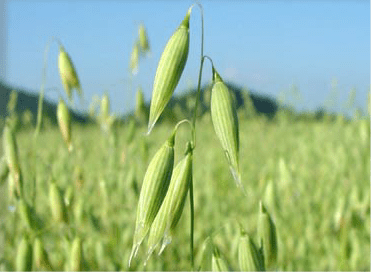 avena sativa